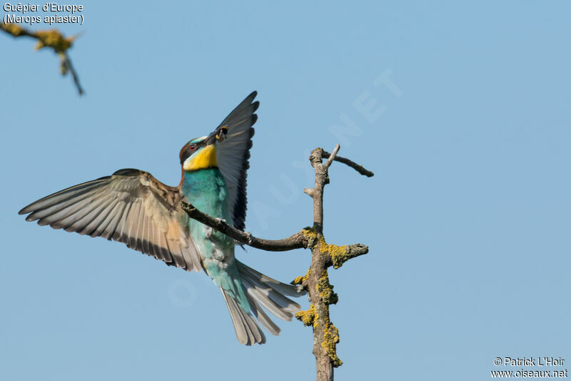 European Bee-eater male adult, feeding habits