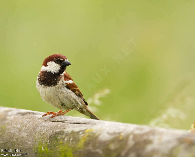 Italian Sparrow male adult breeding, close-up portrait