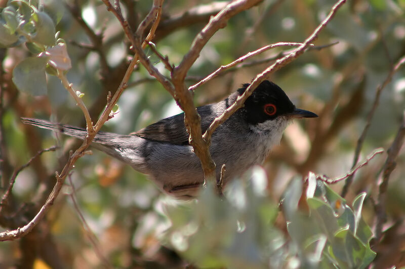 Sardinian Warbler male, identification