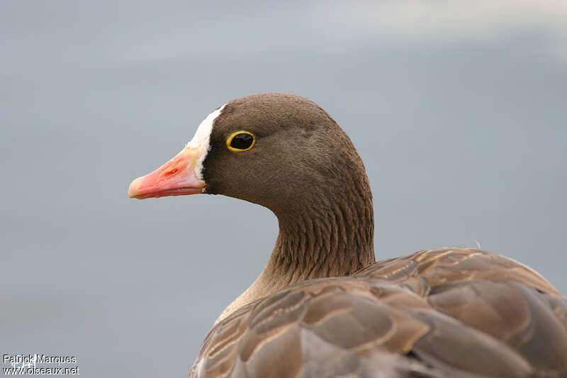 Lesser White-fronted Gooseadult breeding, close-up portrait