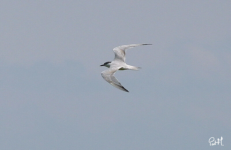 Gull-billed Tern, Flight