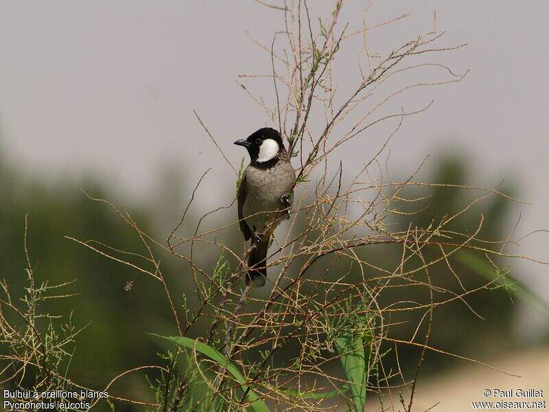 Bulbul à oreillons blancs pagu52713