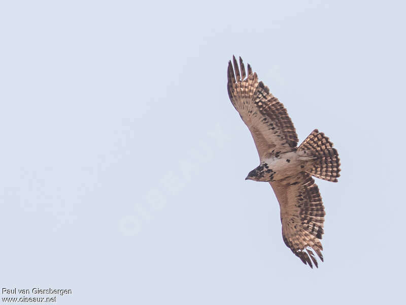 Ayres's Hawk-Eagleimmature, moulting, pigmentation