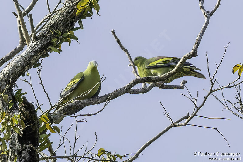 Andaman Green Pigeonadult