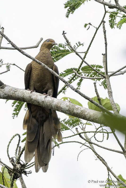 Andaman Cuckoo-Doveadult