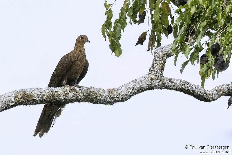 Andaman Cuckoo-Doveadult