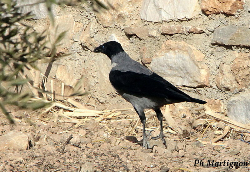 Hooded Crow, identification