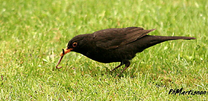 Common Blackbird male, feeding habits
