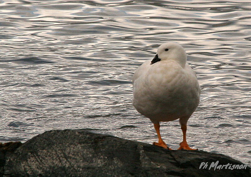 Kelp Goose male adult