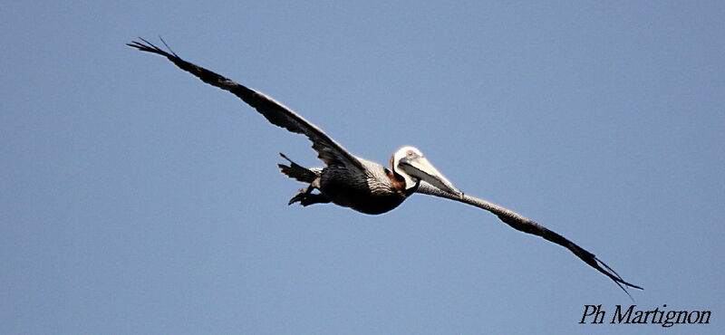 Brown Pelican, Flight