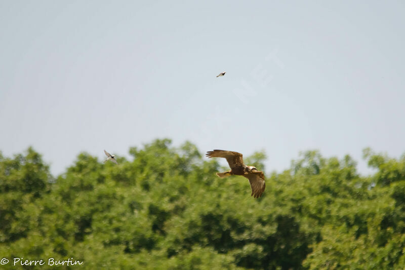 Western Marsh Harrier female, Flight