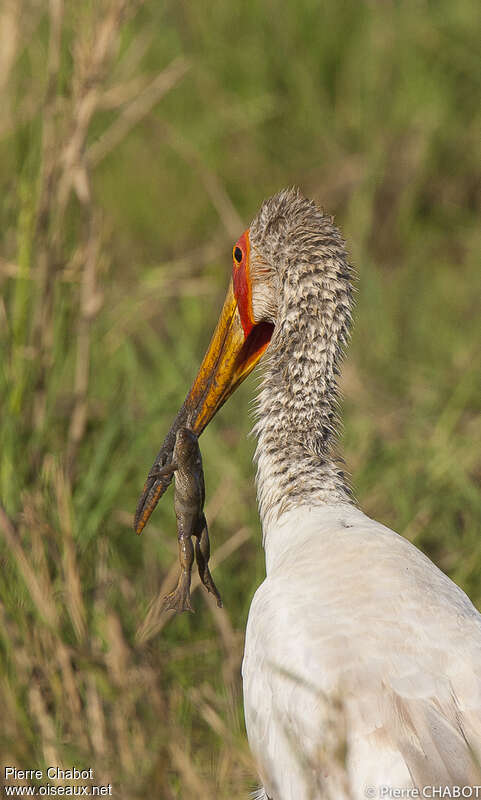 Yellow-billed Stork, feeding habits