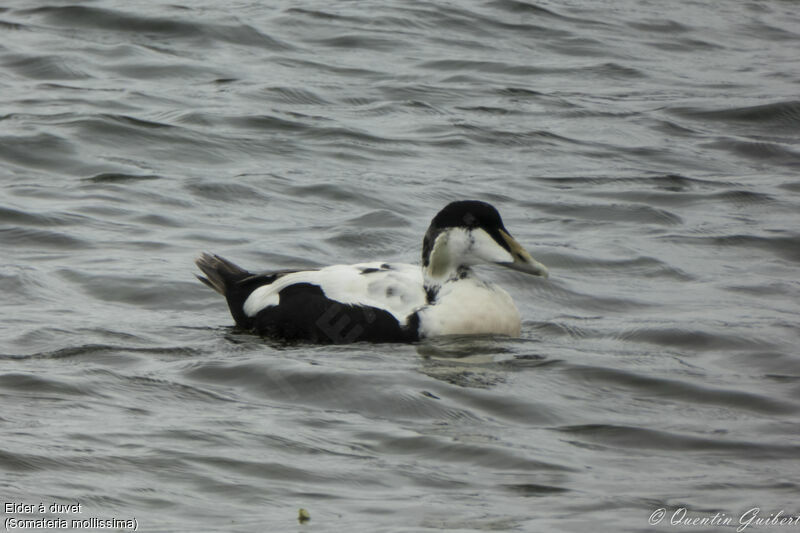 Common Eider male adult transition, swimming