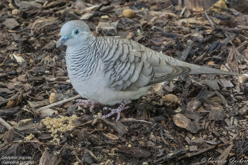 Peaceful Dove, identification