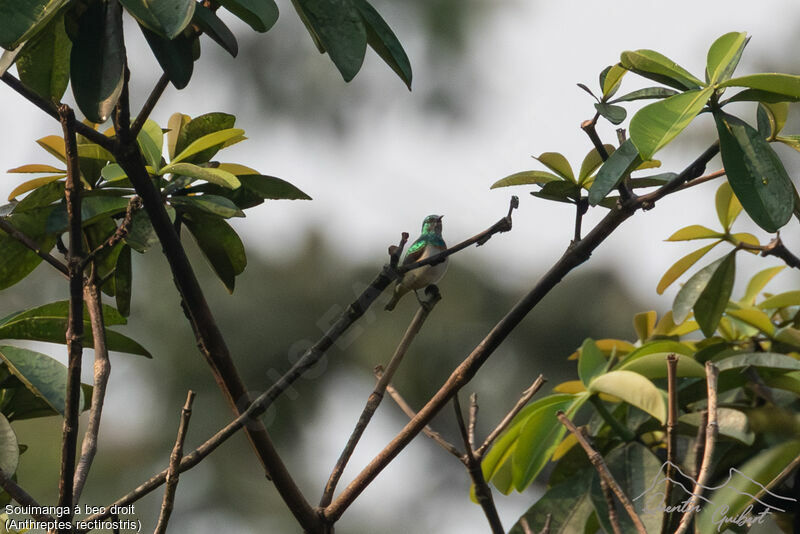 Yellow-chinned Sunbird male