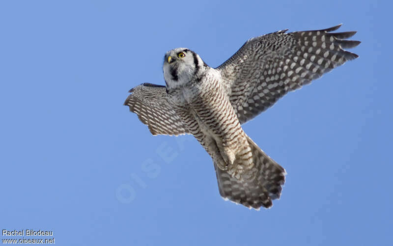 Northern Hawk-Owladult, Flight, Behaviour