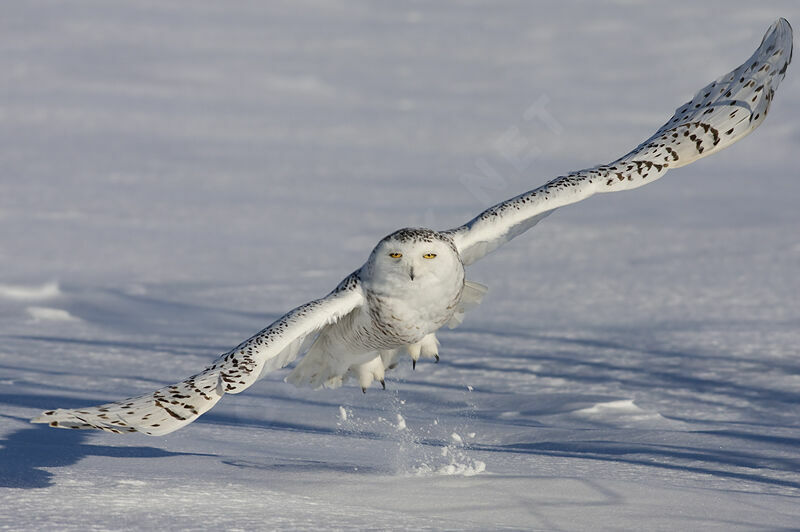 Snowy Owl female, identification, Flight, Behaviour