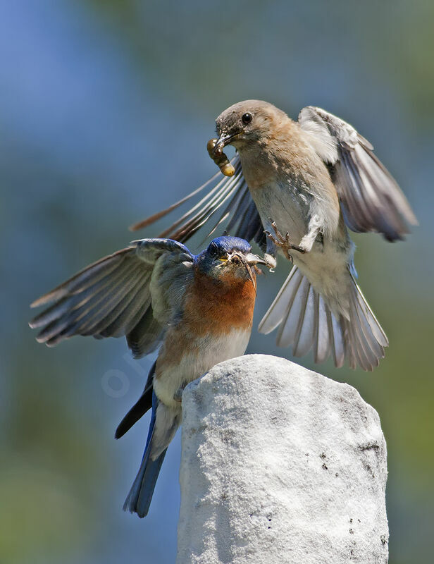Eastern Bluebird adult, identification, Flight, feeding habits, Behaviour