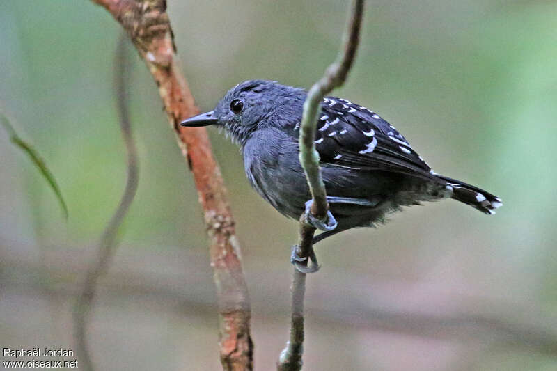 Common Scale-backed Antbird male adult, identification