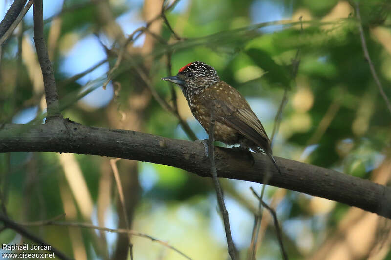 Spotted Piculet male adult, identification
