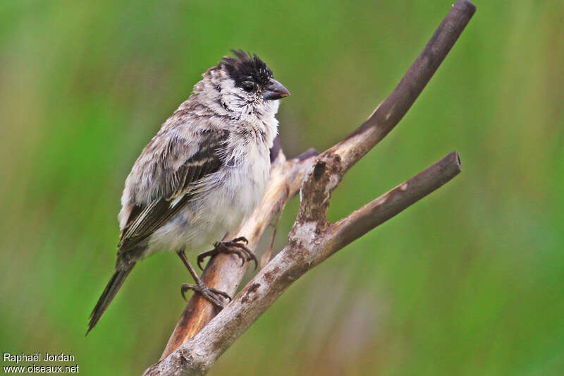 Pearly-bellied Seedeater male adult, identification