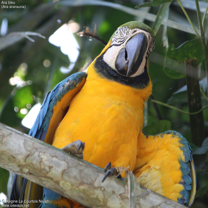 Blue-and-yellow Macawadult, close-up portrait