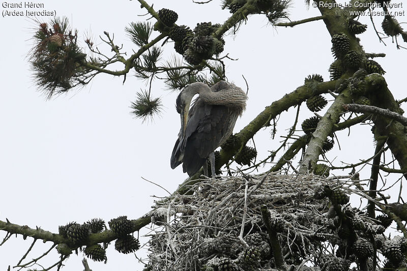 Great Blue Heron, Reproduction-nesting