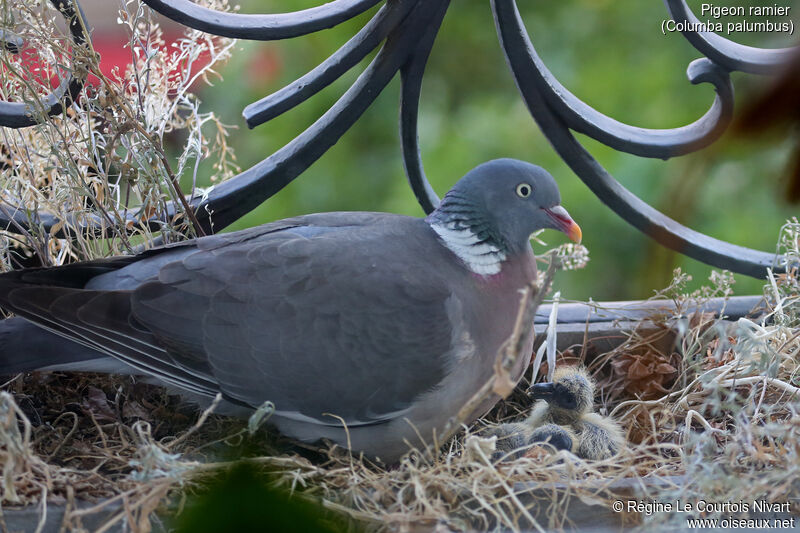 Common Wood Pigeon, Reproduction-nesting
