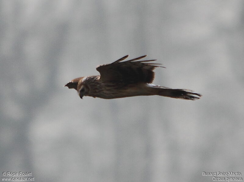 Hen Harrier female adult, Flight