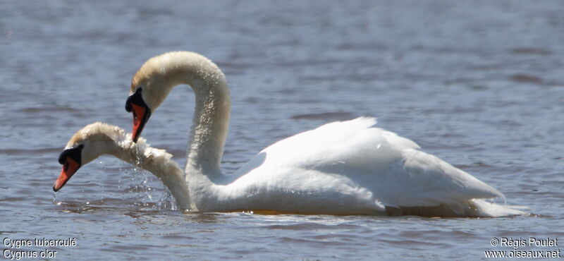 Mute Swan , Behaviour