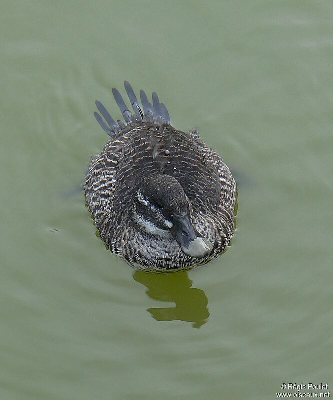 Lake Duck female adult