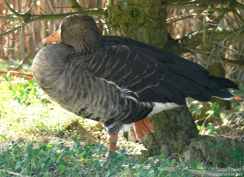 Lesser White-fronted Gooseadult