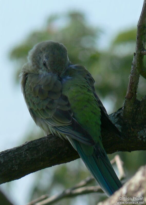 Red-rumped Parrot female