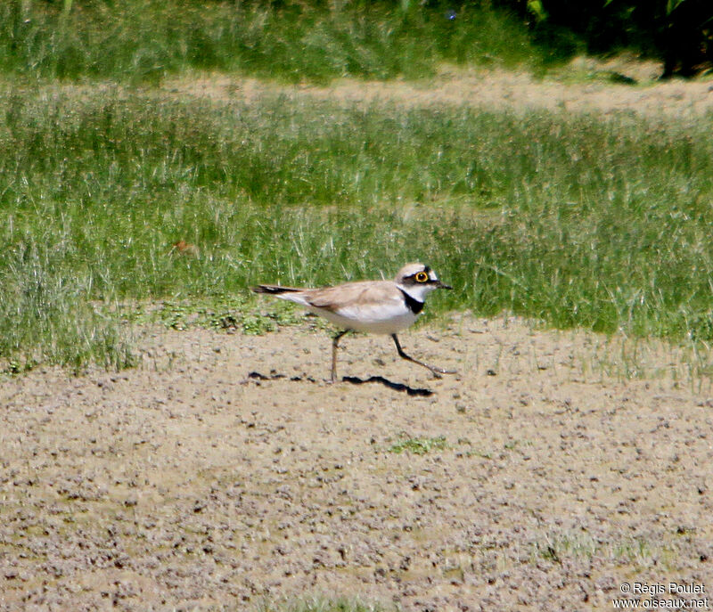 Little Ringed Plover male adult, identification