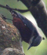 Indian Nuthatch