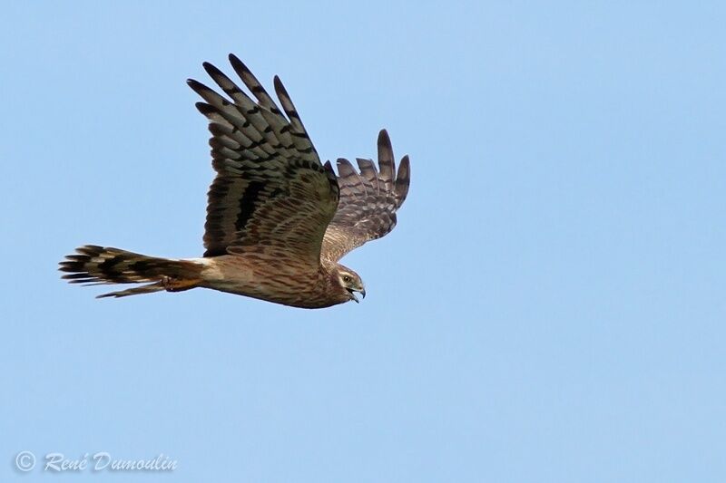 Montagu's Harrier female adult, Flight