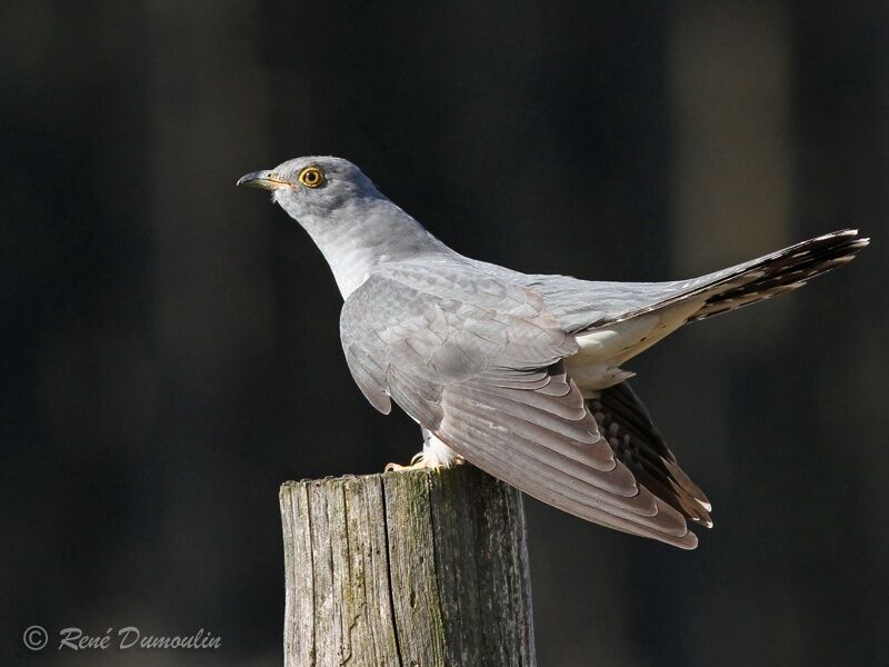 Common Cuckoo male adult, identification