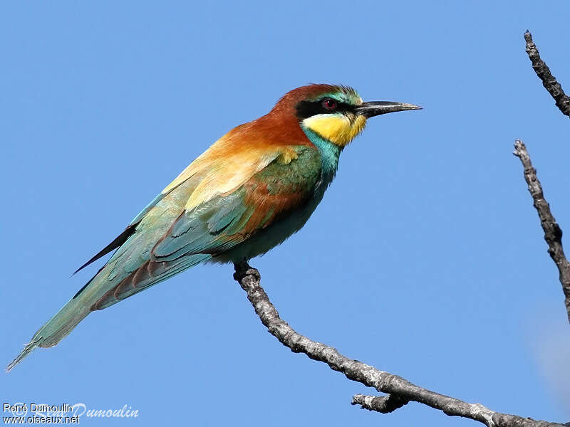 European Bee-eater male adult, identification