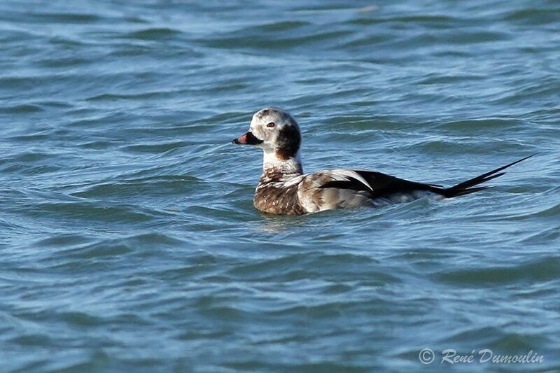Long-tailed Duck male immature, identification