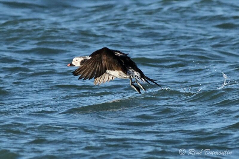 Long-tailed Duck male immature, Flight
