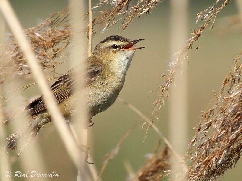 Sedge Warbler male adult, identification, song
