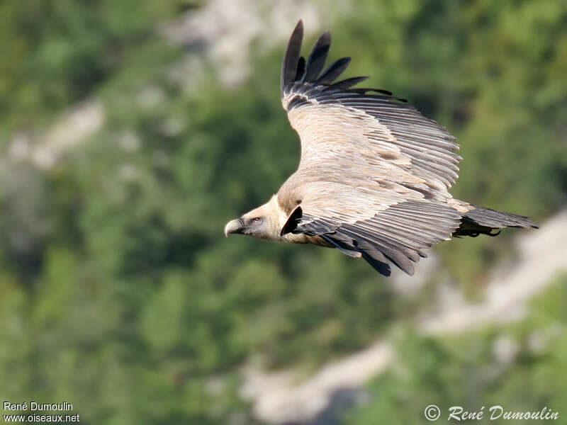 Griffon Vultureadult, Flight