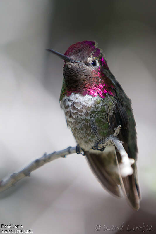 Anna's Hummingbird male adult, close-up portrait