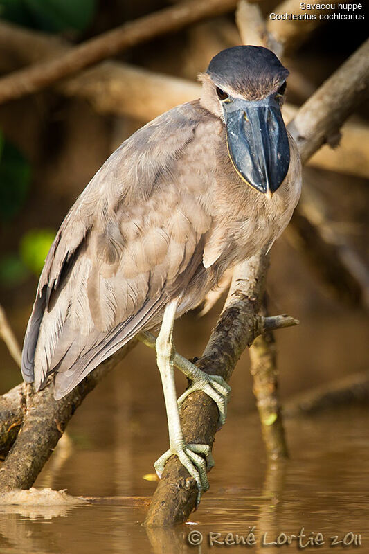 Boat-billed Heron, identification