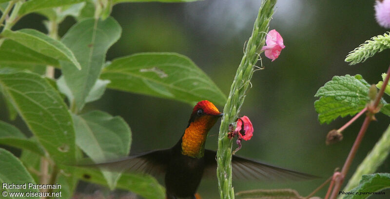 Colibri rubis-topaze mâle adulte