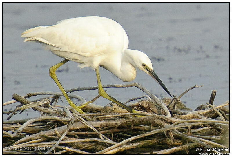 Little Egret, identification, Behaviour