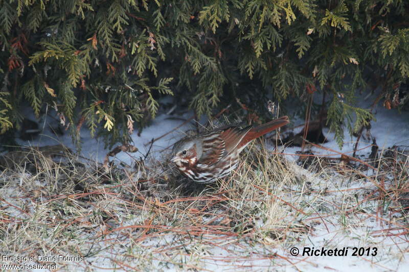 Red Fox Sparrowadult, habitat, pigmentation, fishing/hunting