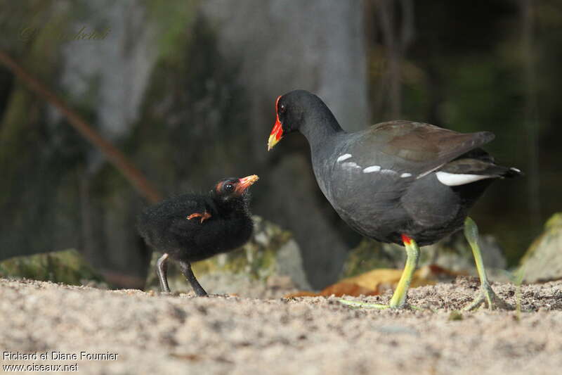Common Gallinule, Reproduction-nesting