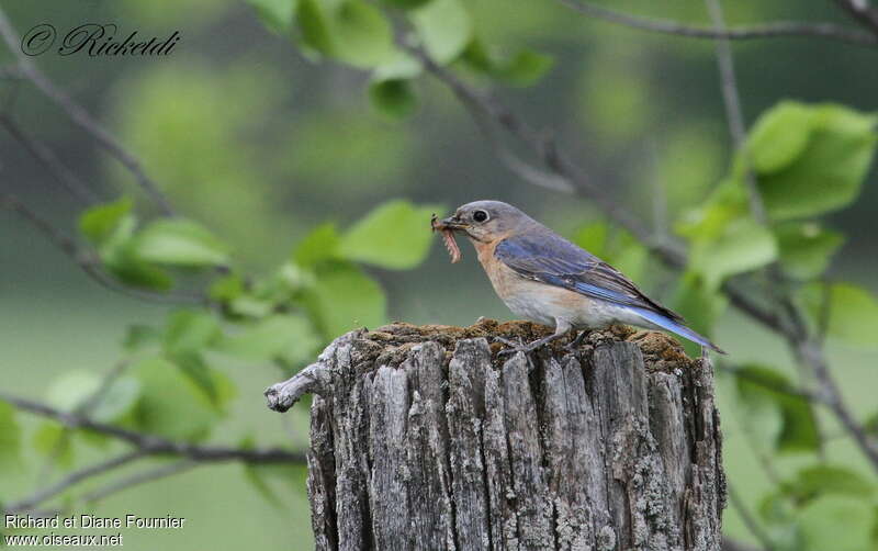 Eastern Bluebird female adult, feeding habits