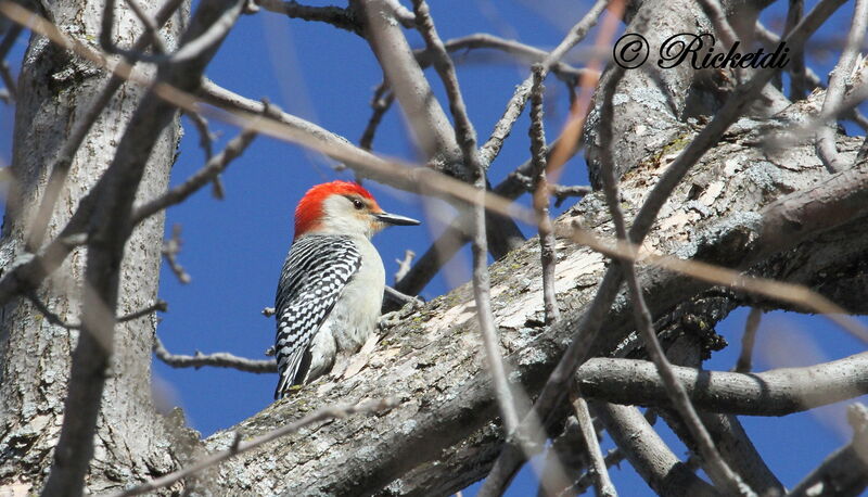 Red-bellied Woodpecker male